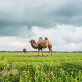 Kameel in de polder.jpg